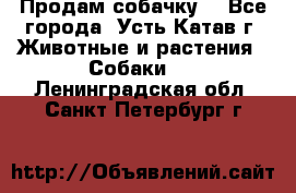 Продам собачку  - Все города, Усть-Катав г. Животные и растения » Собаки   . Ленинградская обл.,Санкт-Петербург г.